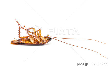 Cockroach isolated on white background 32962533