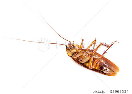 Cockroach isolated on white background 32962534