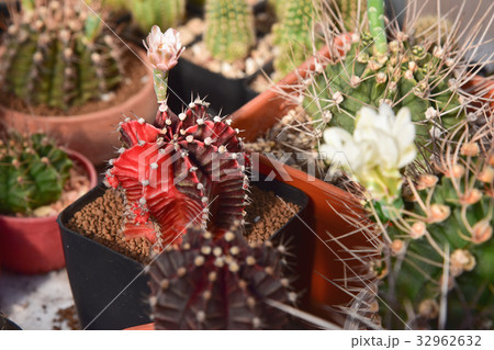 cactus, desert plant cactus, desert plant 32962632