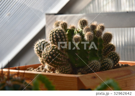 cactus with sunlight, desert plant 32962642