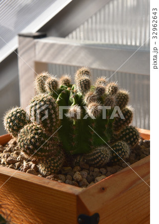 cactus with sunlight, desert plant cactus with sunlight, desert plant 32962643