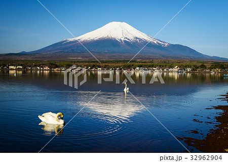 White Swan and Mount Fuji, Yamanaka lake 32962904