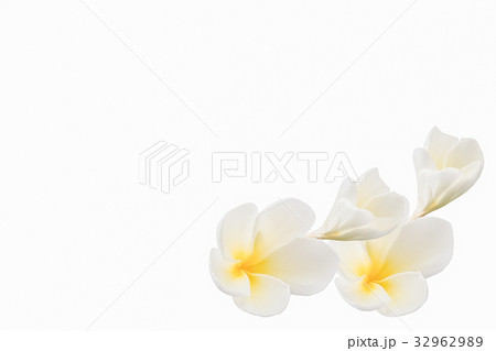 white frangipani flowers, plumeria white frangipani flowers, plumeria 32962989