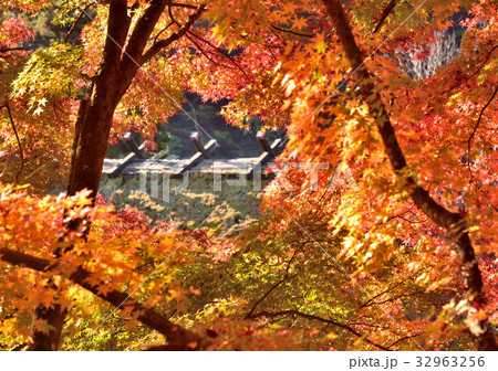 秋の香嵐渓-37089 32963256