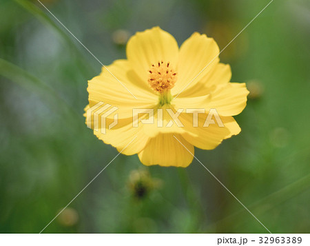 Pollen of yellow cosmos flower. (Soft focus) 32963389