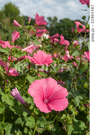 closeup of pink Lavatera flowers in a garden. 32965487