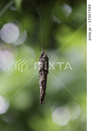 ぶら下がるミノムシ 32967489