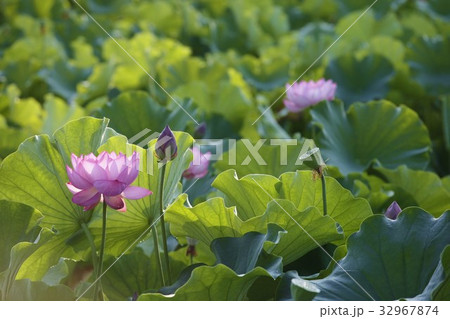 蓮-13 32967874