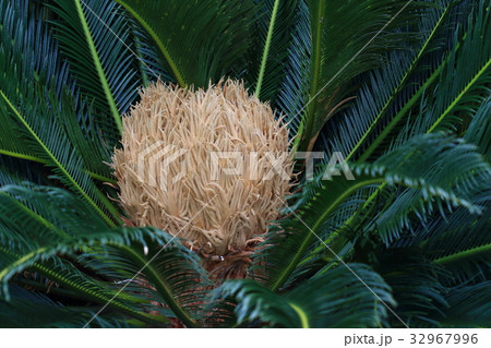 自然 植物 ソテツ 南国にもれなくついてくる植物の一つ 雌雄異株でこちらは雌花 六月の山原で満開の写真素材