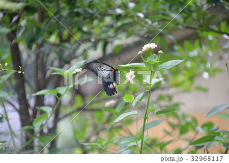 ナガサキアゲハとランタナ 32968117