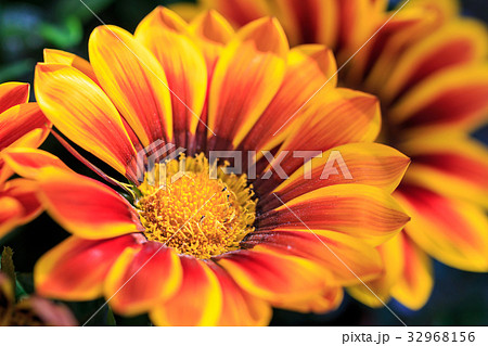 ガザニアの花 ガザニアの花 32968156