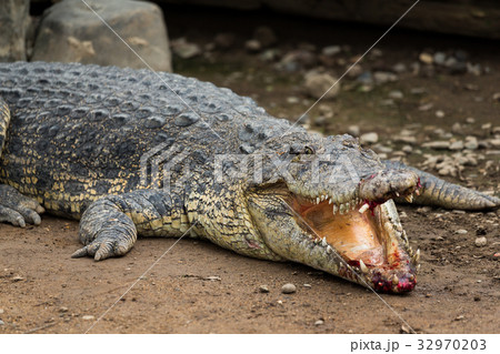 Crocodile with injured Mouth 32970203