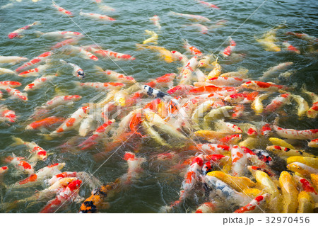 Colorful fancy carp fish, koi fish Colorful fancy carp fish, koi fish 32970456