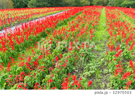 Red Salvia garden 32970503