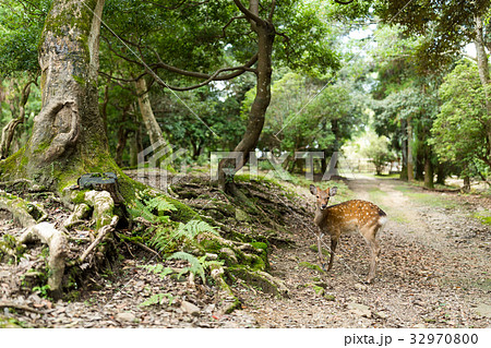 Deer in nature 32970800