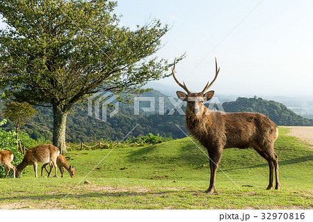 Deer buck Deer buck 32970816