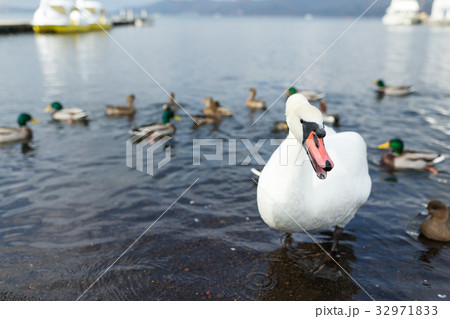 White swan and duck in the lake White swan and duck in the lake 32971833