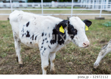 Baby cow 32972112