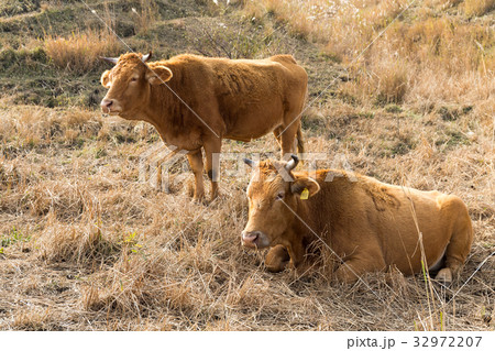 Cow in the field 32972207