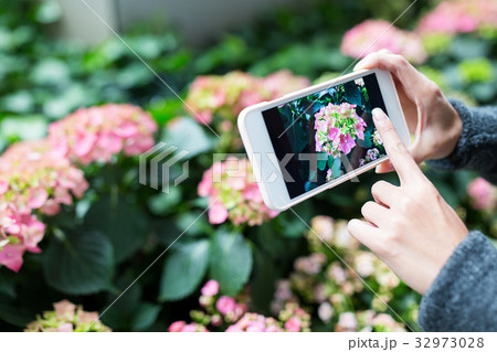 Woman using cellphone to take photo on Hydrangea at garden Woman using cellphone to take photo on Hydrangea at garden 32973028