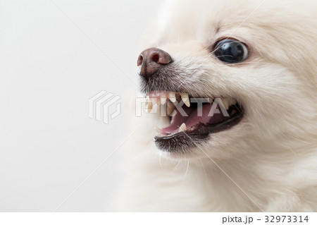 White Pomeranian barking 32973314