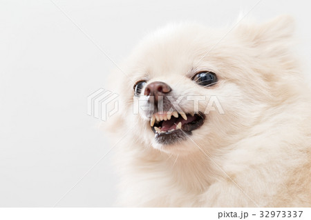 Irated white pomeranian 32973337