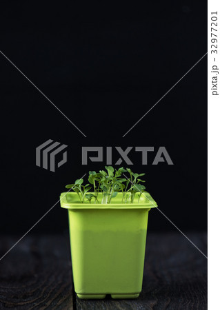 Rukkola growing in a pot 32977201