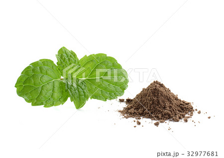 mint leaves and drug isolated on white background 32977681