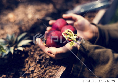 Hand holding fresh organic radish nature product 32978399