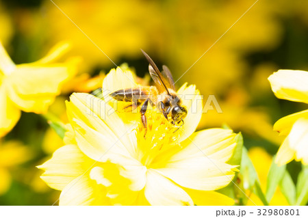 Bee looking for nectar 32980801