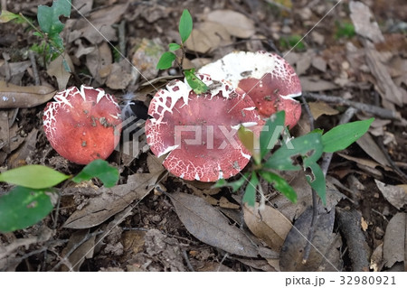 野生きのこ 32980921