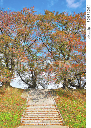 紅葉の背割堤 紅葉の背割堤 32981264