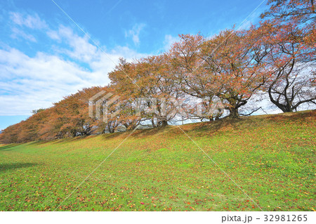 紅葉の背割堤 32981265
