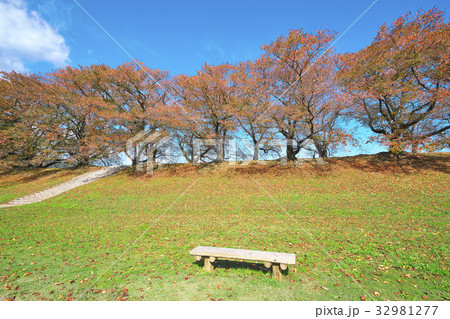 紅葉の背割堤 紅葉の背割堤 32981277