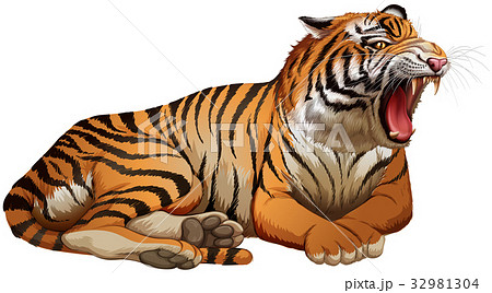 Wild Tiger Roaring On White Backgroundのイラスト素材 32981304 Pixta