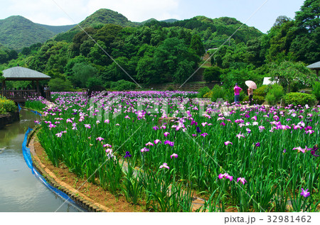 花菖蒲苑 花菖蒲苑 32981462