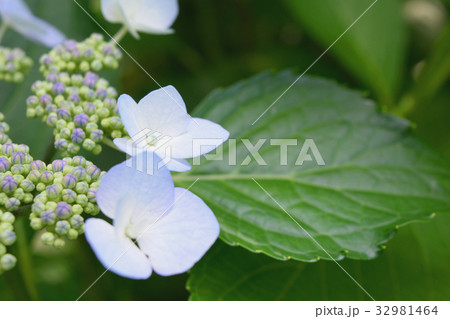 6月 紫陽花の淡い花序 32981464