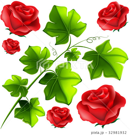 Green leaves and red roses Green leaves and red roses 32981932