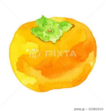 水彩イラスト「柿」 32982010