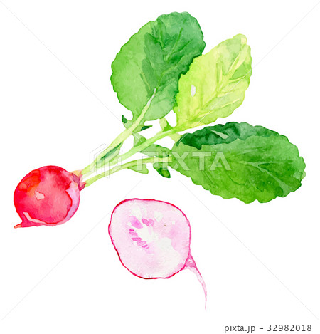 水彩イラスト「ラディッシュ」 32982018