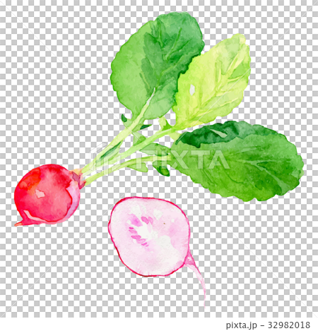 水彩イラスト「ラディッシュ」 32982018