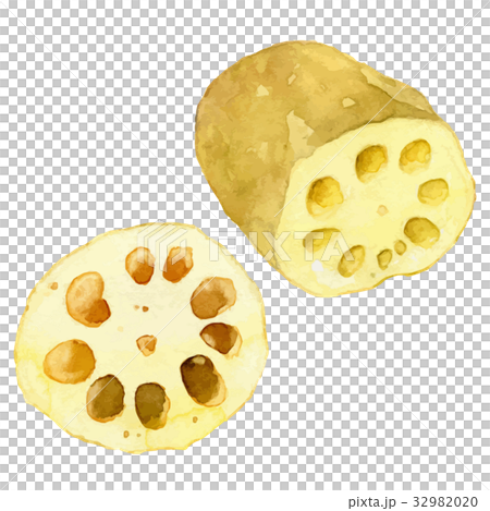 水彩イラスト「レンコン」 32982020