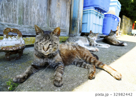 田代島 猫島 ネコ 田代島 猫島 ネコ 32982442