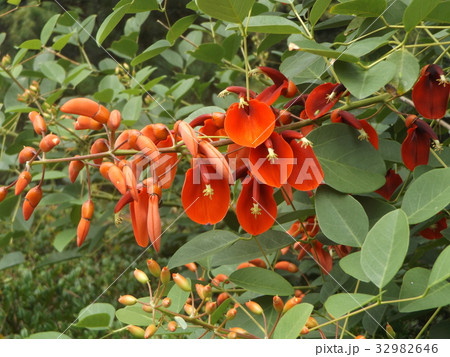 夏の花にぴったり。情熱の赤い花アメリカデイゴの花 夏の花にぴったり。情熱の赤い花アメリカデイゴの花 32982646
