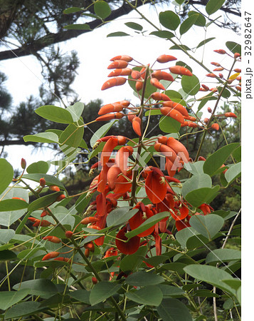 夏の花にぴったり。情熱の赤い花アメリカデイゴの花 夏の花にぴったり。情熱の赤い花アメリカデイゴの花 32982647