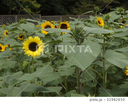 色々な花の咲くヒマワリモネパレットの黄色い花 色々な花の咲くヒマワリモネパレットの黄色い花 32982650