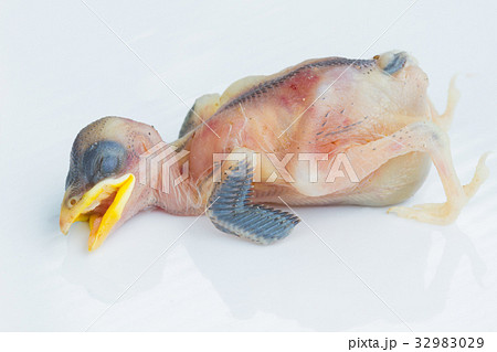 dead very young bird without feathers dead very young bird without feathers 32983029
