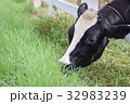 A cow in farm.Black cow on meadow agriculture 32983239