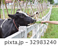 A cow eating grass from people in farm. 32983240