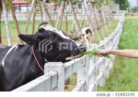A cow eating grass from people in farm. 32983240